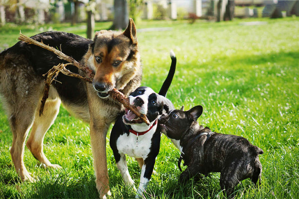 Navigating Off-Leash Adventures: A Guide to Dog Park Etiquette