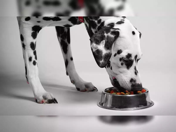 Unleash the Best: Elevate Your Dog's Life with Premium Products!