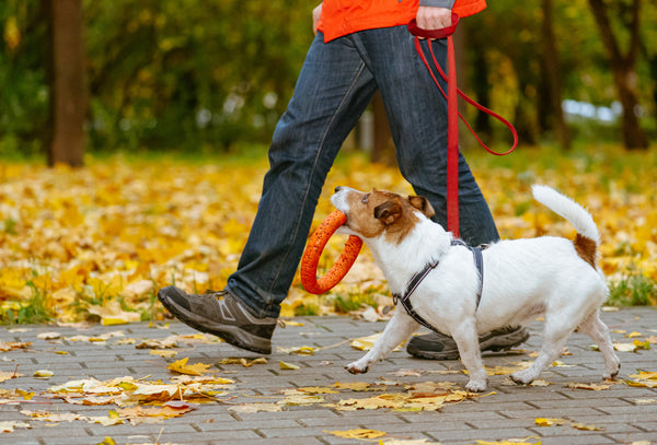 Embarking on Your Puppy's First Outdoor Adventure: Essential Tips